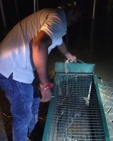 Crocodile enters house from pond; panic ensues.