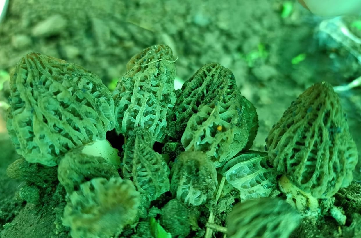 Research experts have not achieved complete success in cultivating Guchhi mushrooms.