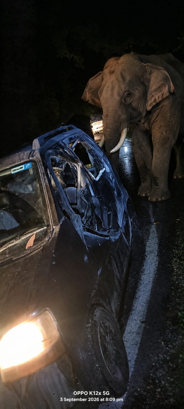 Elephant repeatedly slams and damages car; forest officials forced to fire in the air.