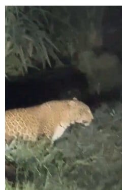 Villagers gripped by panic after leopard appears on deserted road.