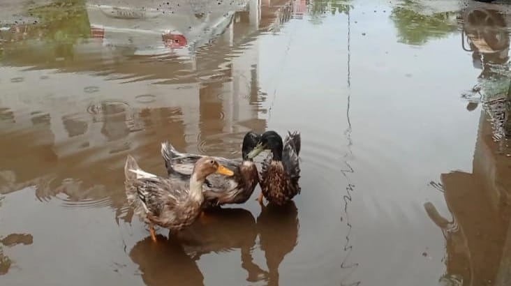 Claims buried in potholes... ducks swimming on the road.