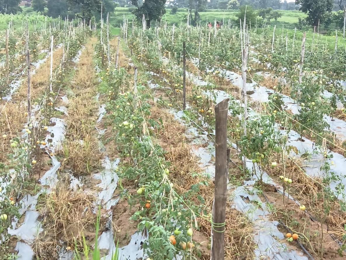 Tomato, cucumber, and bitter gourd crops destroyed by rain