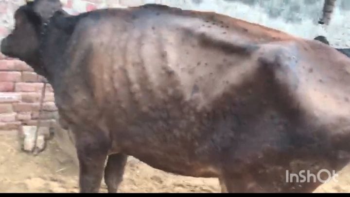 Second cow dies of Goat Pox an infection resembling Lumpy Skin Disease in Hudina cattle infected