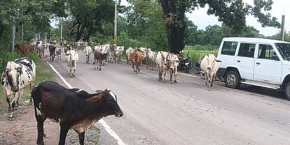 फोटो-14-गौवंशो को राय खालिश गौशाला से रामनगर कौहन गौशाला ले जाते अधिकारी व ग्रामीण। संवाद
