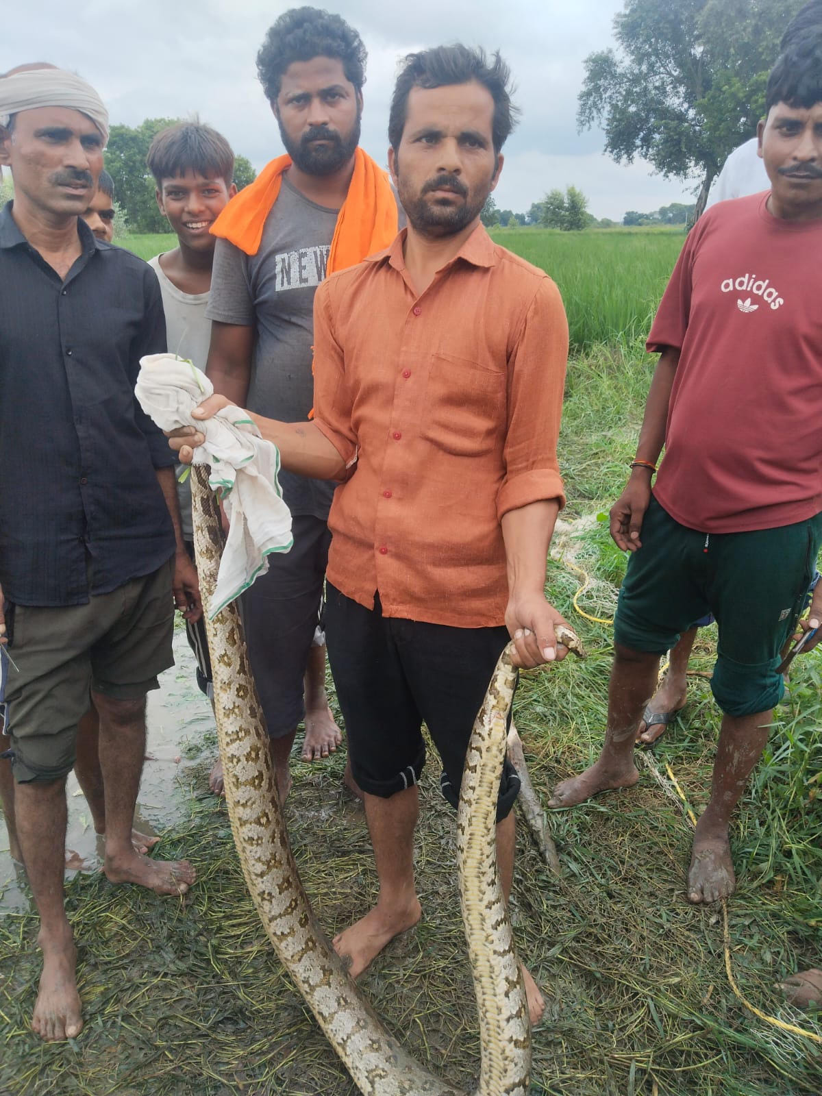 फोटो: 7 अजगर का रेस्क्यू कर ले जाते वन विभाग कर्मी। स्रोत ग्रामीण