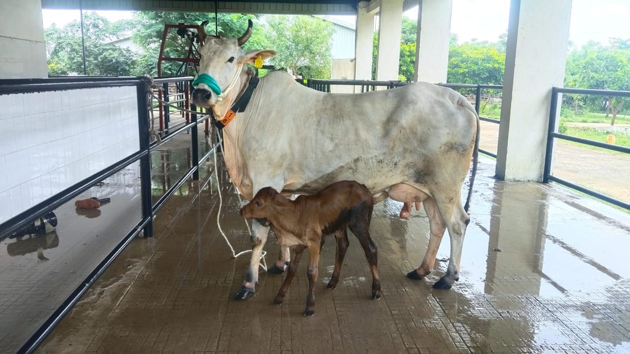 BHU: Embryos to be produced in the lab; high-quality female calves to be born.