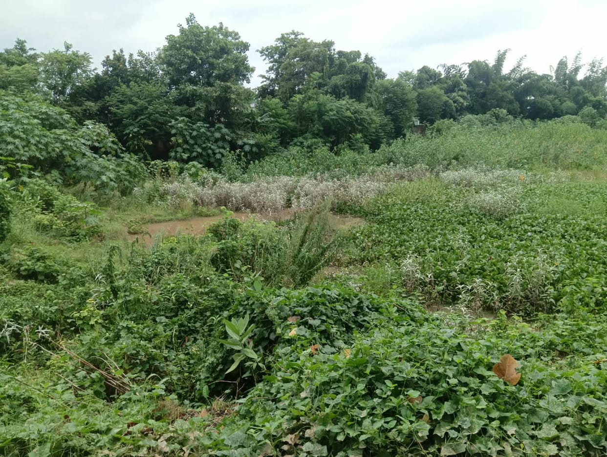Amrit Sarovar lost in the jungle of bushes, hopes of water conservation dashed
