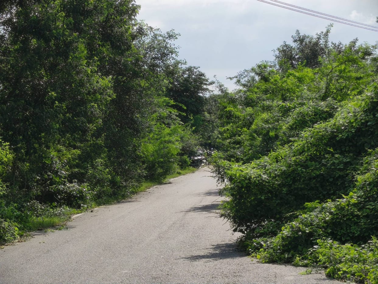 Bushes spreading halfway across the road; risk of accidents