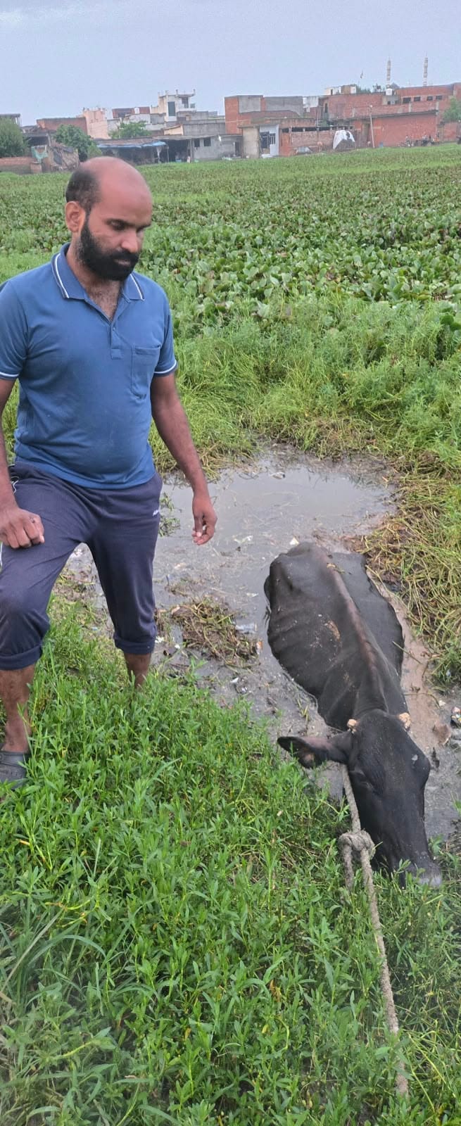 Cow trapped in a pond filled with filth; rescued by pulling it out with a tractor.