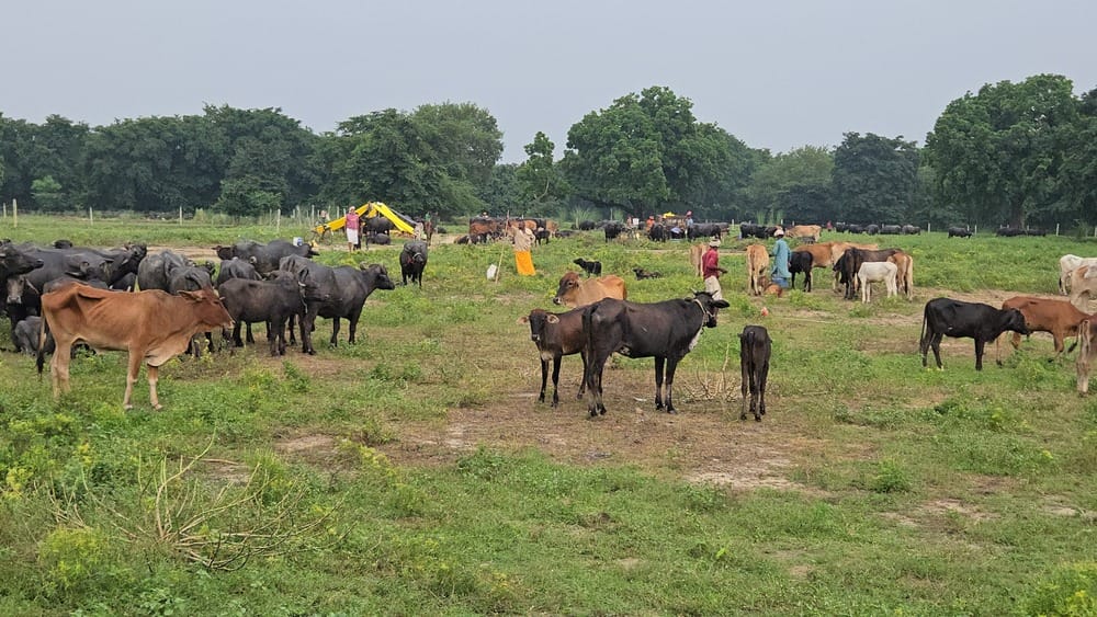 रेवतीपुर के गदाधर श्लोक महाविद्यालय के पास में खाली पड़ी भूमि पर मवेशियों के साथ बाढ़ पीड़ित। स