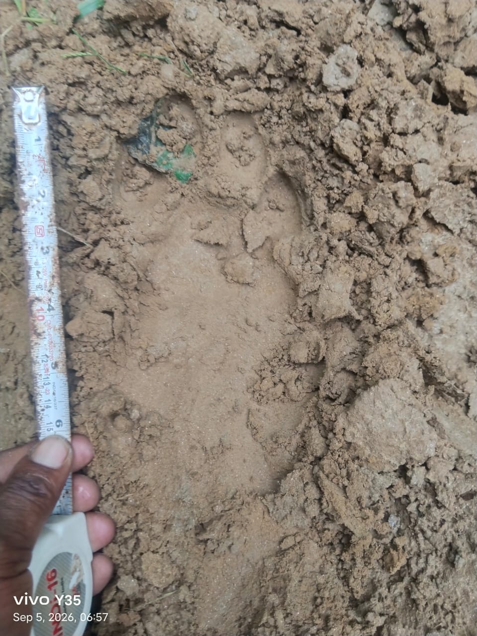 Fresh pugmarks of the tigress found again after eight days.