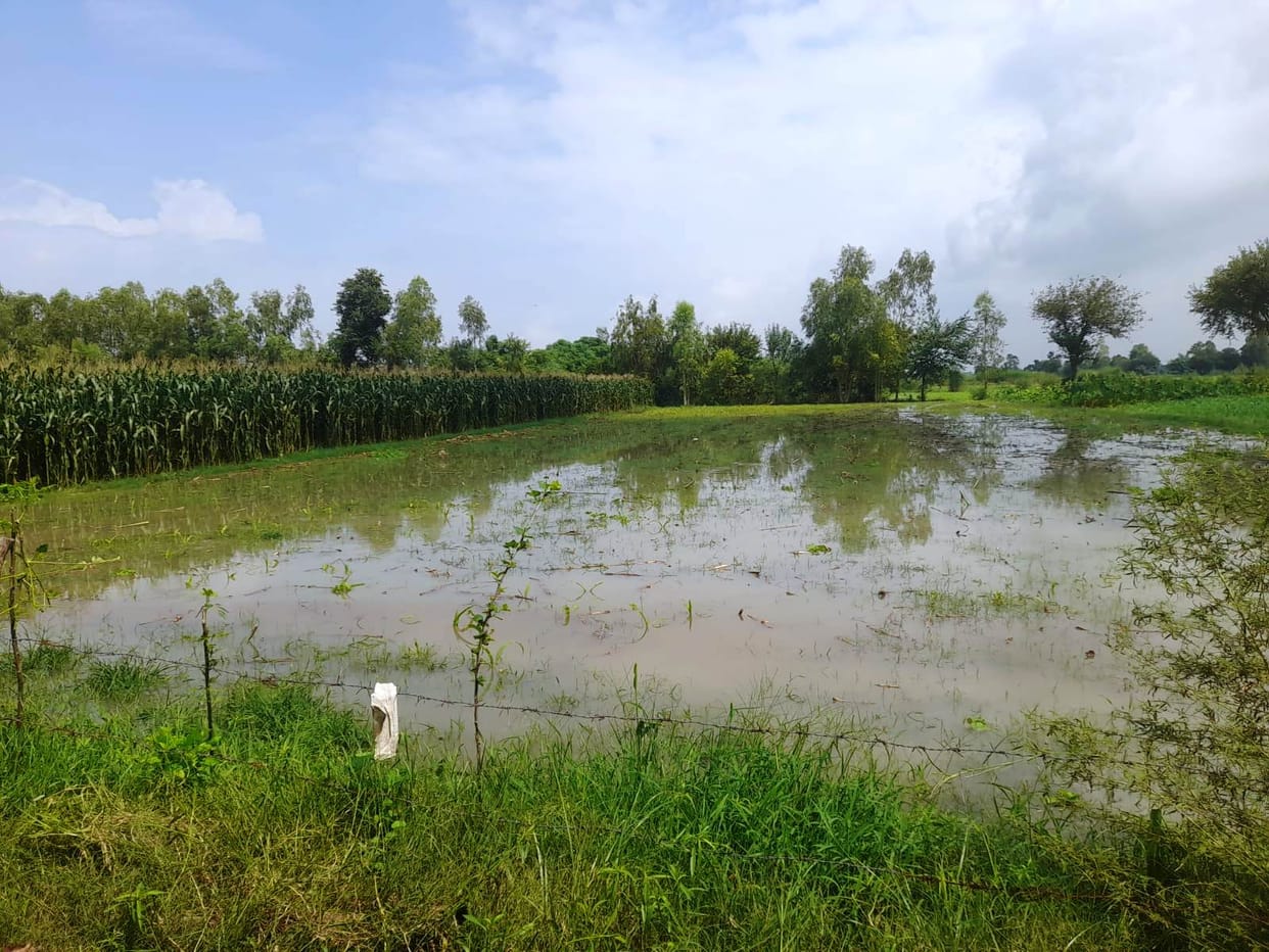 Risk of crops rotting due to waterlogging in the fields.