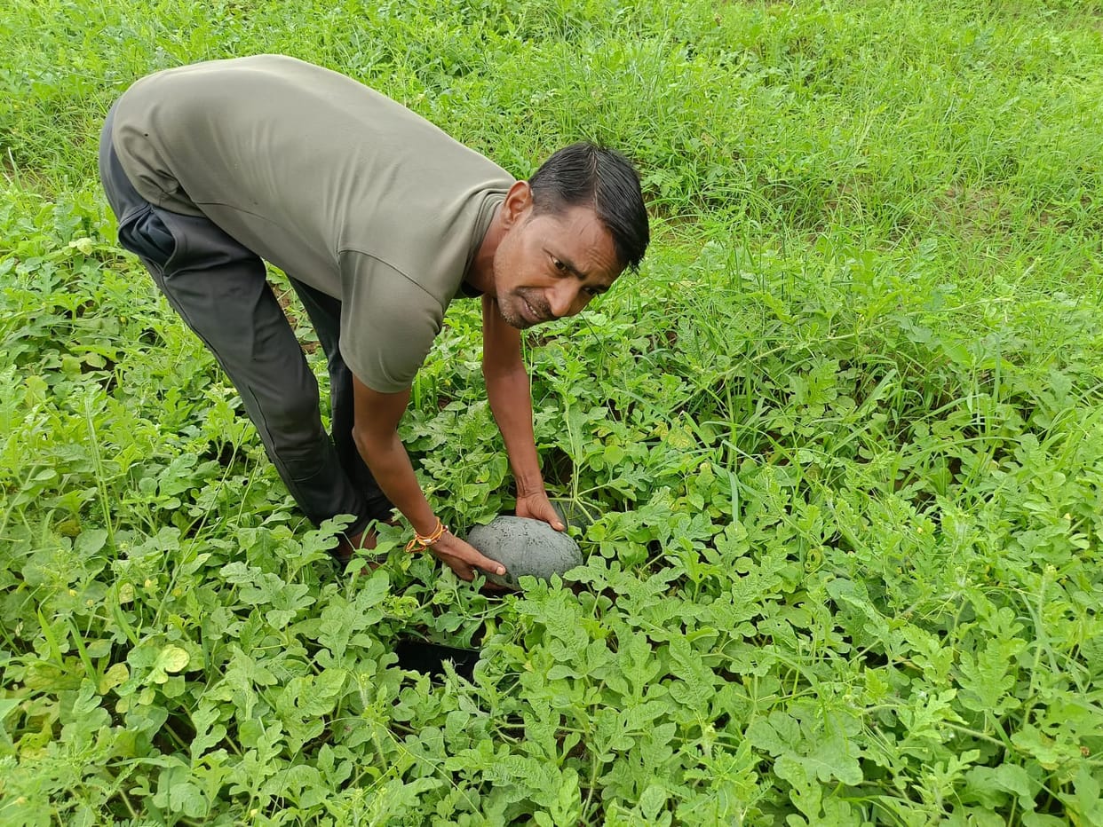 The fruit of the farmer's hard work... now enjoy the taste of watermelon even during the rainy season.