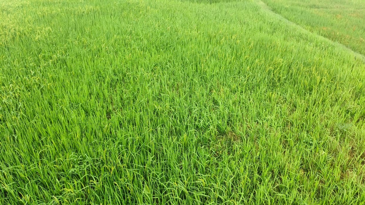 Bumper rainfall brings smiles to the faces of paddy and sugarcane farmers