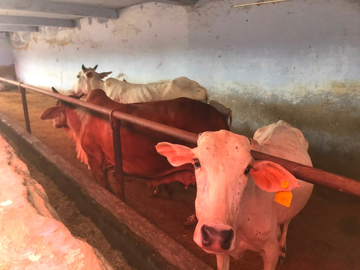 Symptoms resembling Lumpy disease found in six cows at Gopal Gaoshala; samples sent for testing.