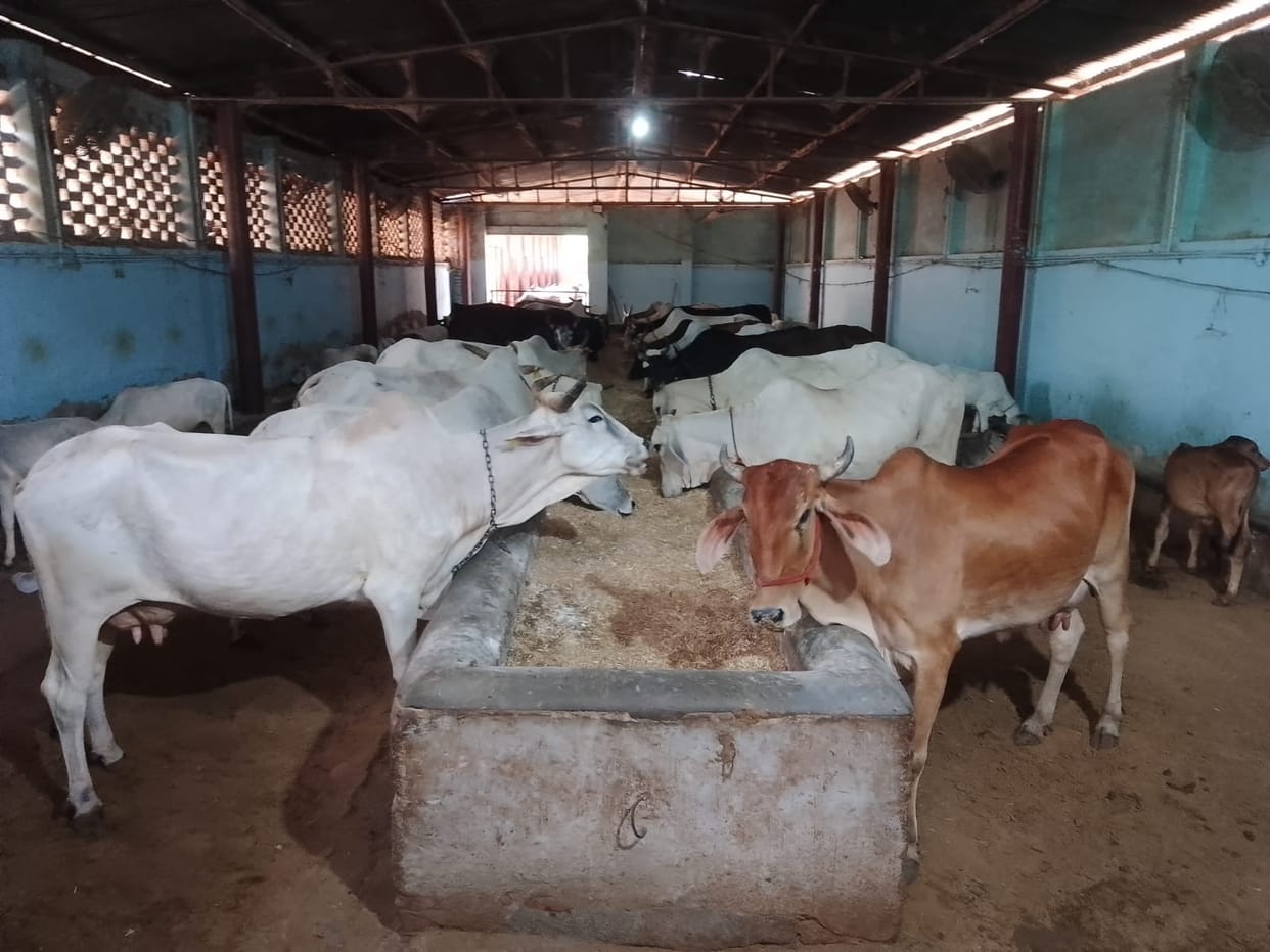 After the common people, cattle now face increased hardships due to floods and rain