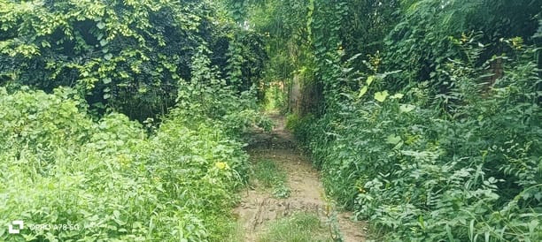 There are 4 cleaners posted, the population of 10,000 is trying to find their way through the bushes