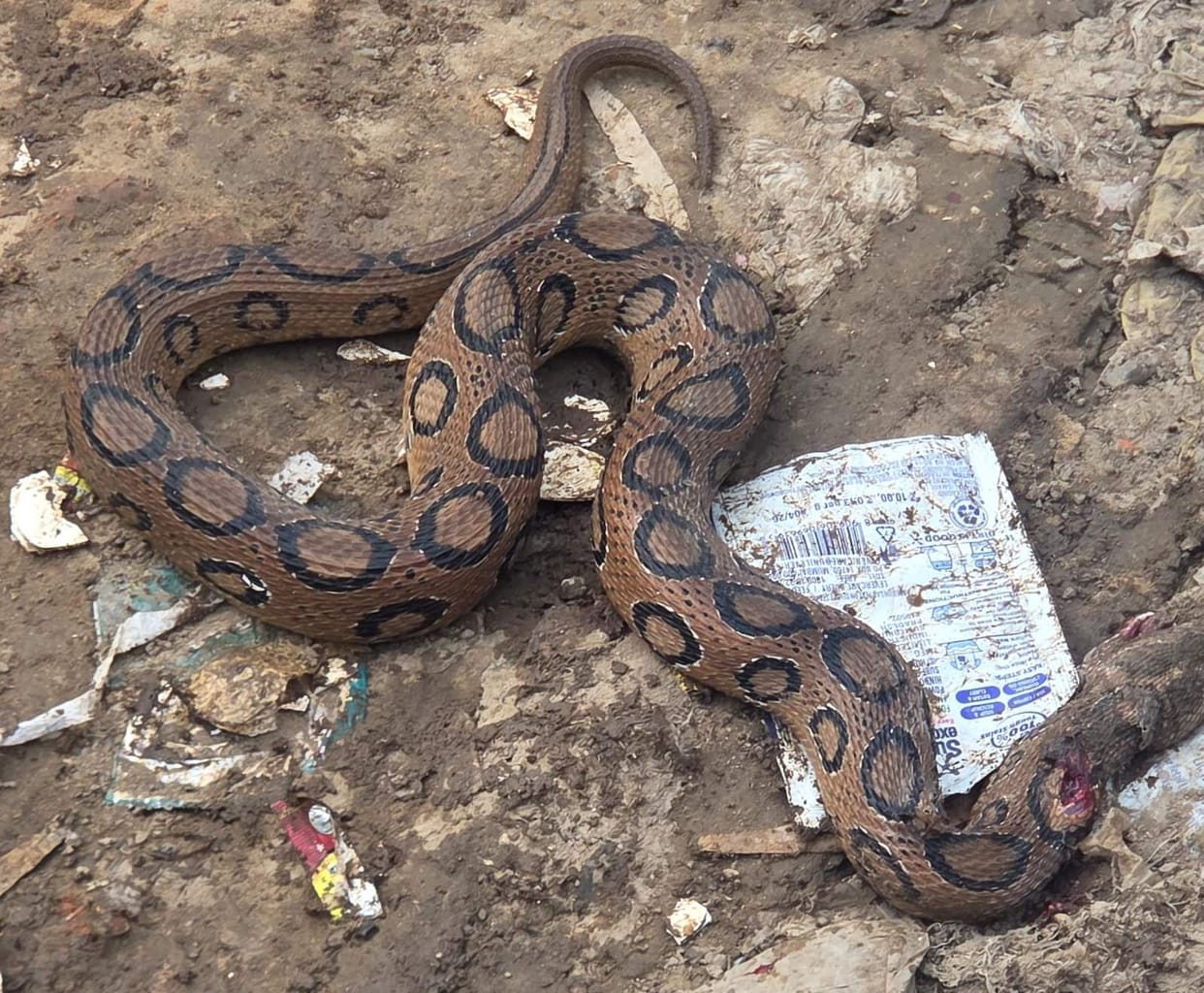 Russell's Viper found in the dilapidated hospital building