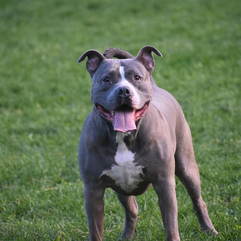 Passion for keeping a Pitbull proves costly. 80,000 Rupees fine imposed.