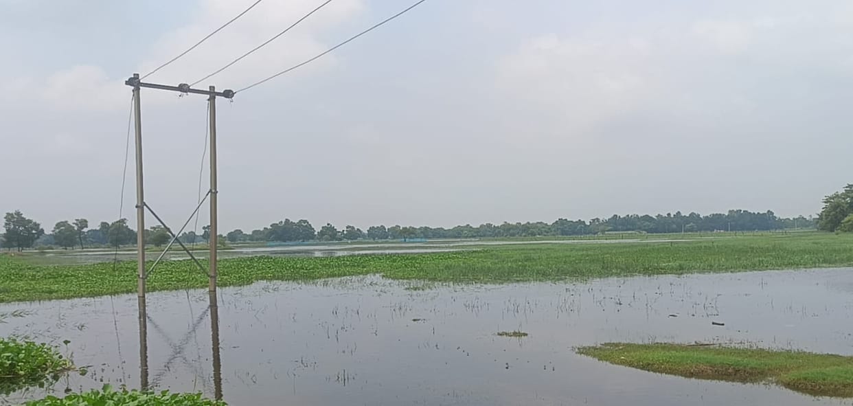 Fields submerged for three months; 600 bighas of paddy crop destroyed