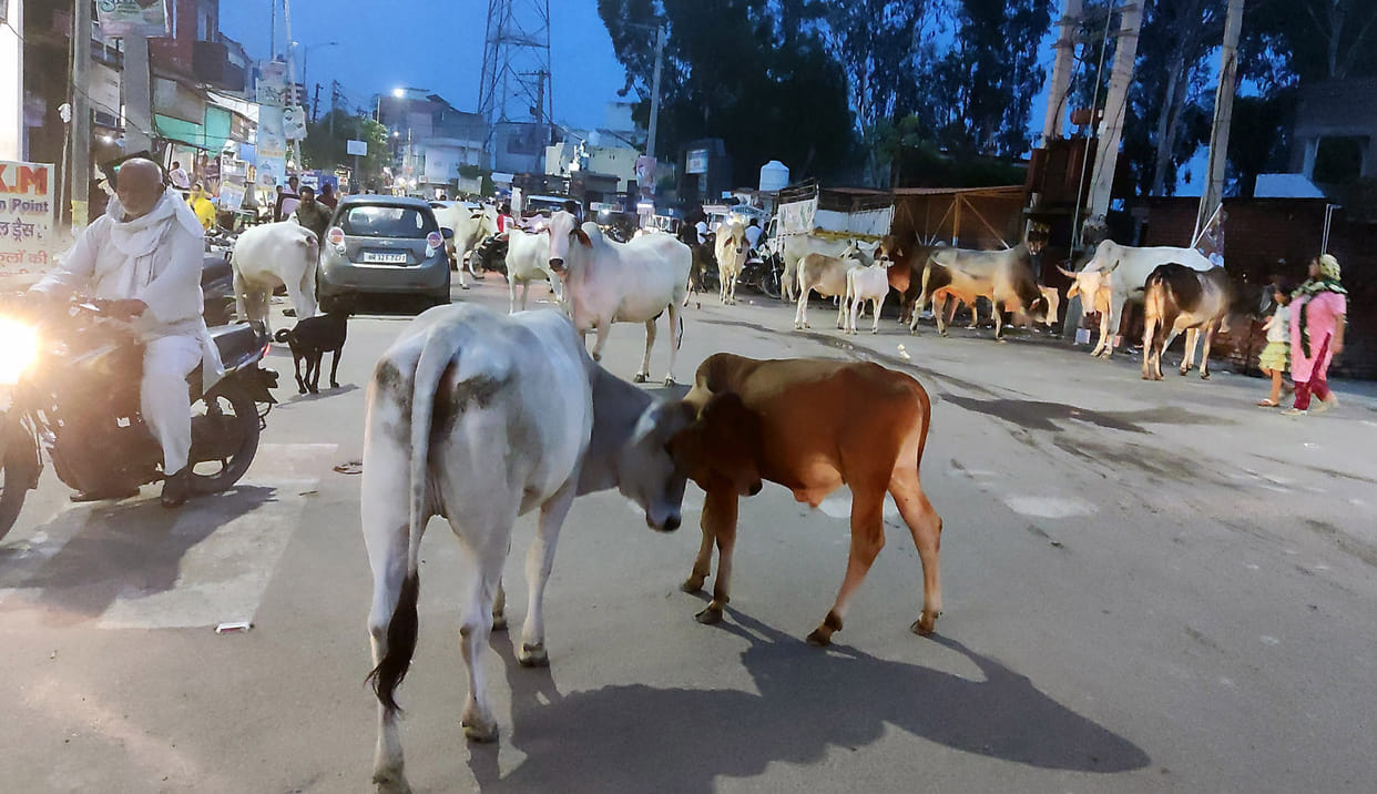 Stray cattle take over the streets at dusk; commuters face increased trouble.