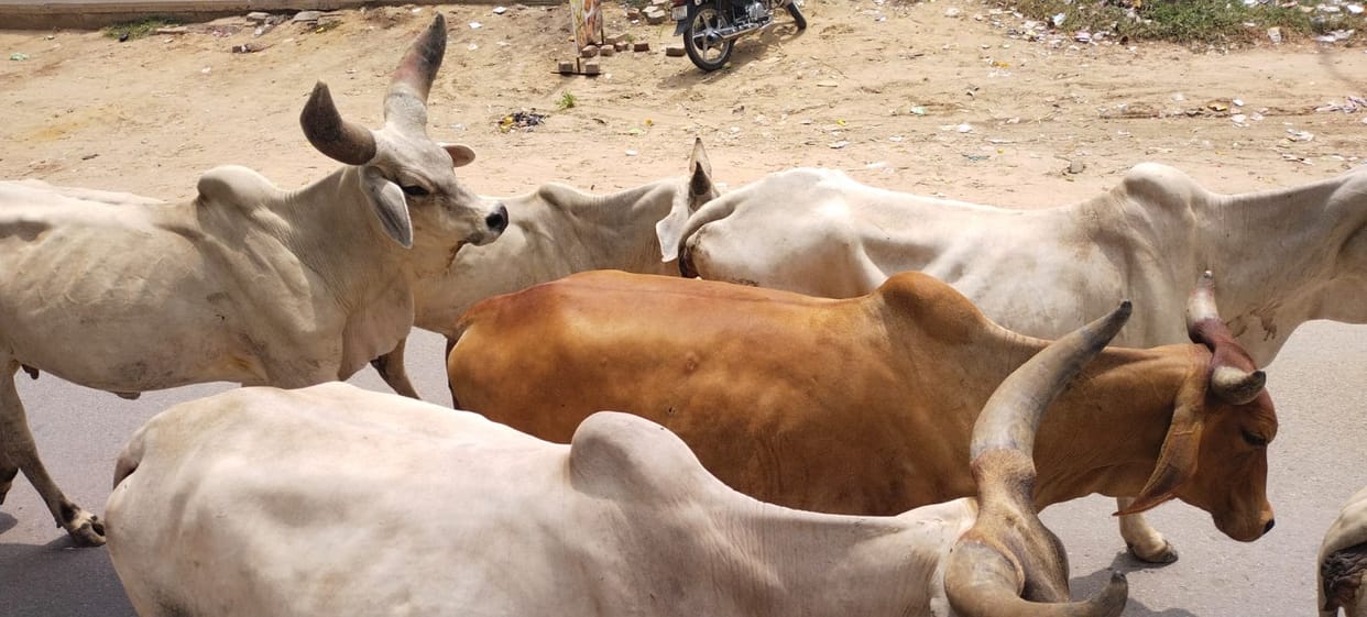 Relief... Reports of 30 samples sent to LUVAS are negative; threat of Lumpy virus persists.