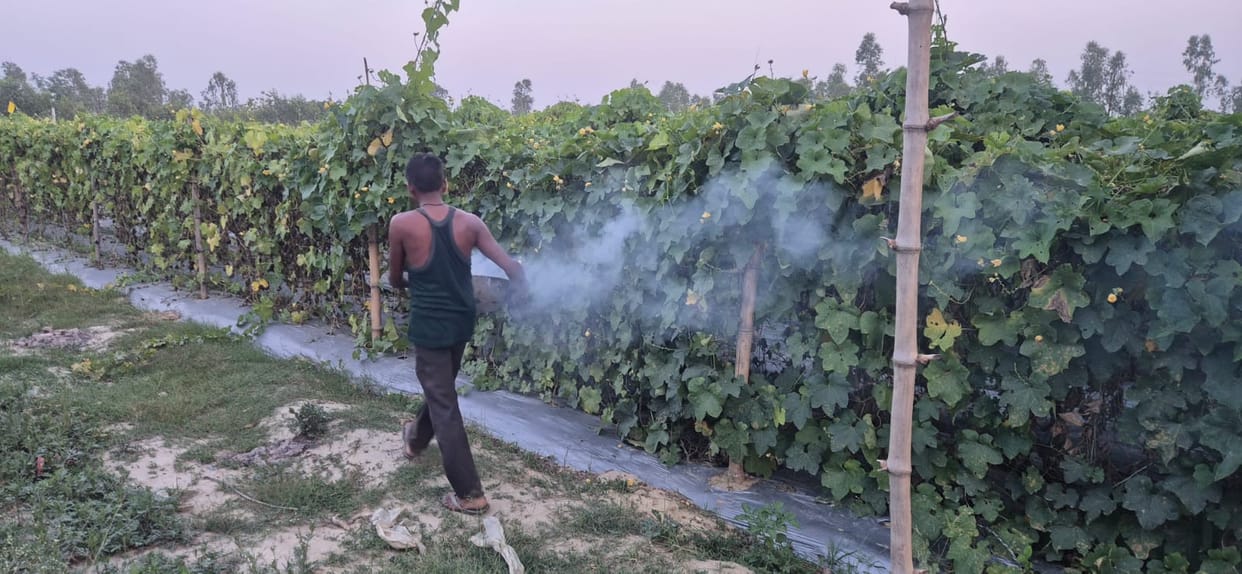 Fields fragrant with loban and camphor... vegetables growing amidst the smoke