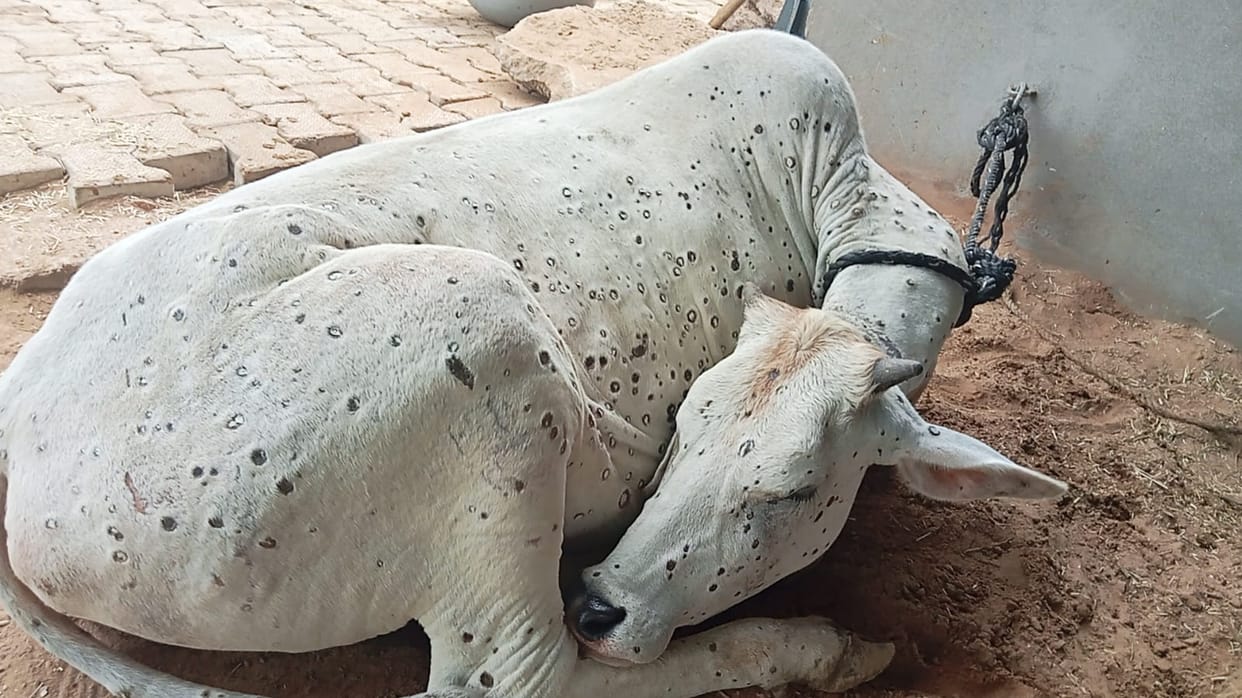Lumpy infection reaches district's cow shelters; 24 cattle infected.