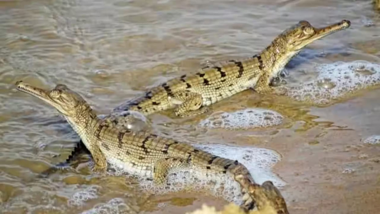 Gharials and crocodiles are beginning to frequent the riverbanks... raising fears of them entering the Khadar region.