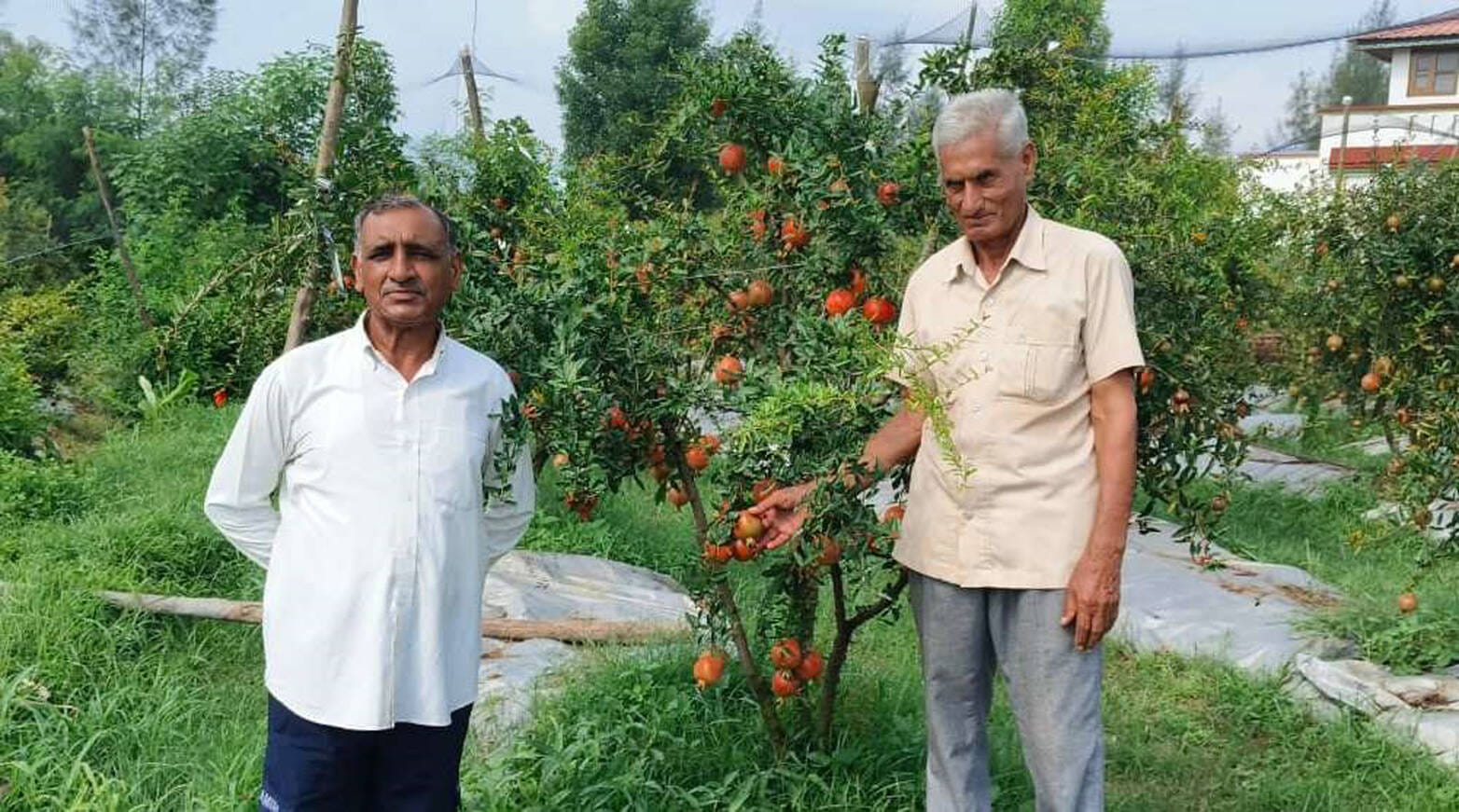 बरठीं स्थित टिहरी क्लस्टर में लहलहा रही है अनार की फसल और मौजूद बागवान। स्रोत: डीपीआरओ