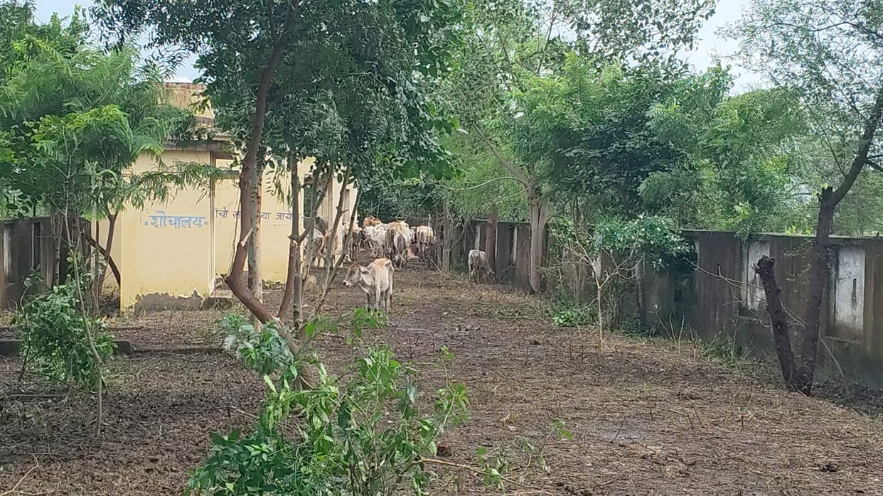 Cattle starving... no fodder even after 24 hours.