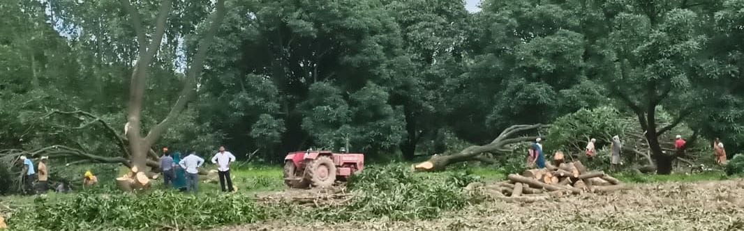 फोटो 11 - मोहनपुरा क्षेत्र में होता हरे पेड़ों कटान। स्रोत : संवाद