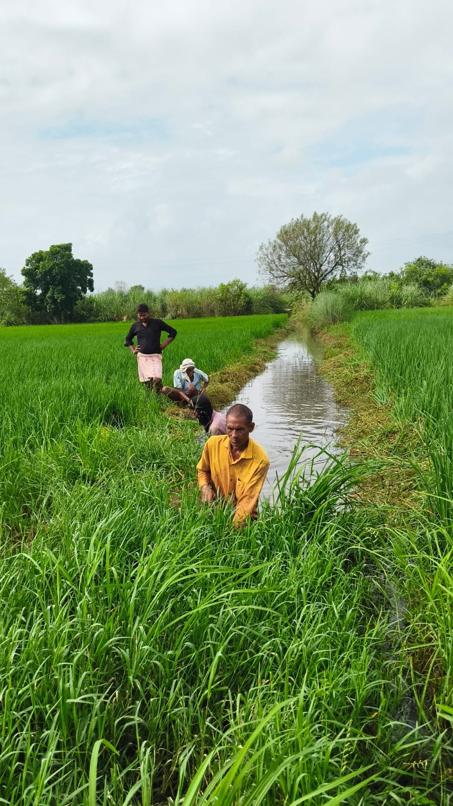 Lack of drainage, waterlogging in crops
