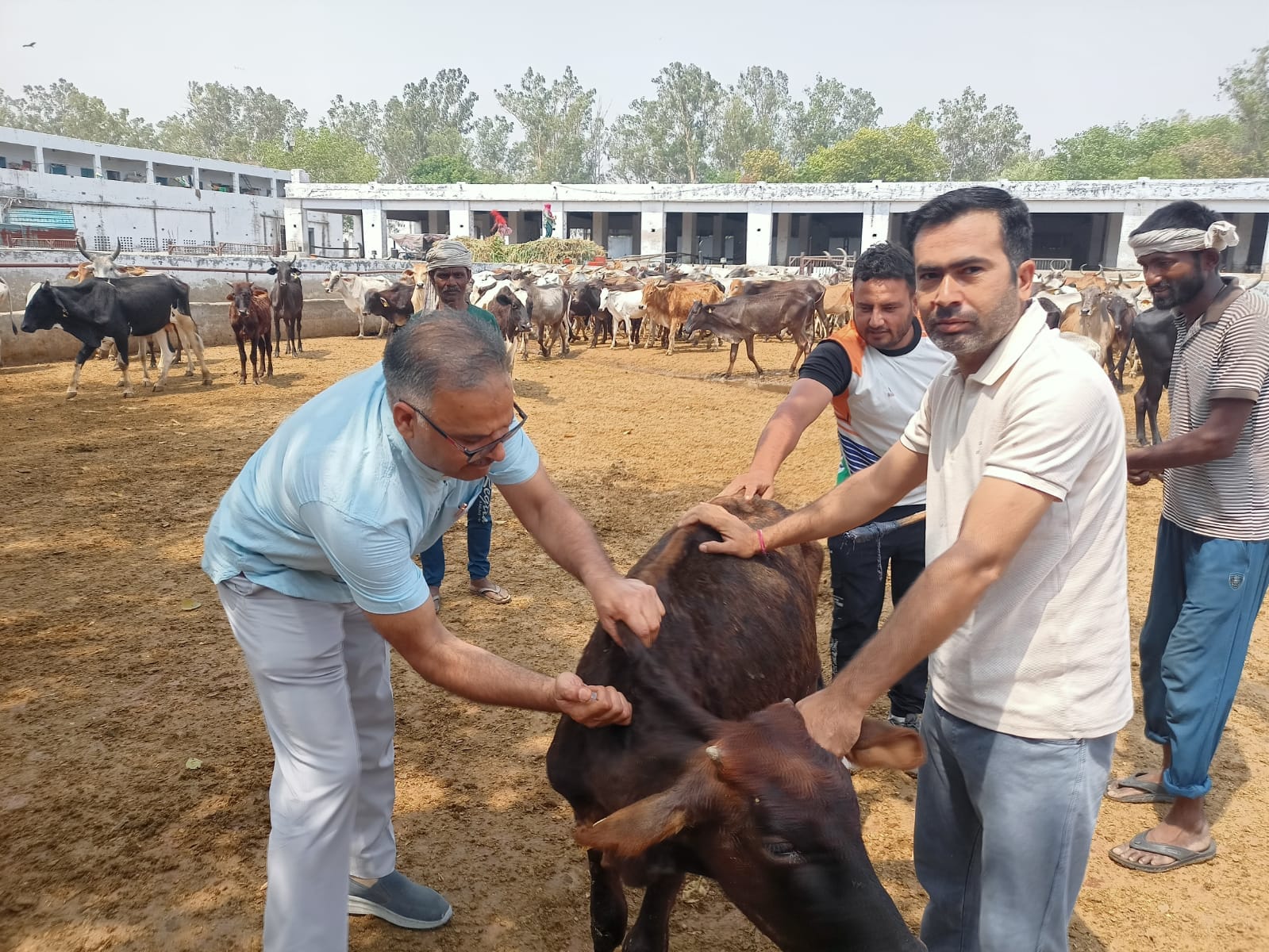 फोटो : सोनीपत की सिसाना गोशाला में गोवंश को टीकाकरण करते पशु चिकित्सक। स्रोत: पशुपालन विभाग