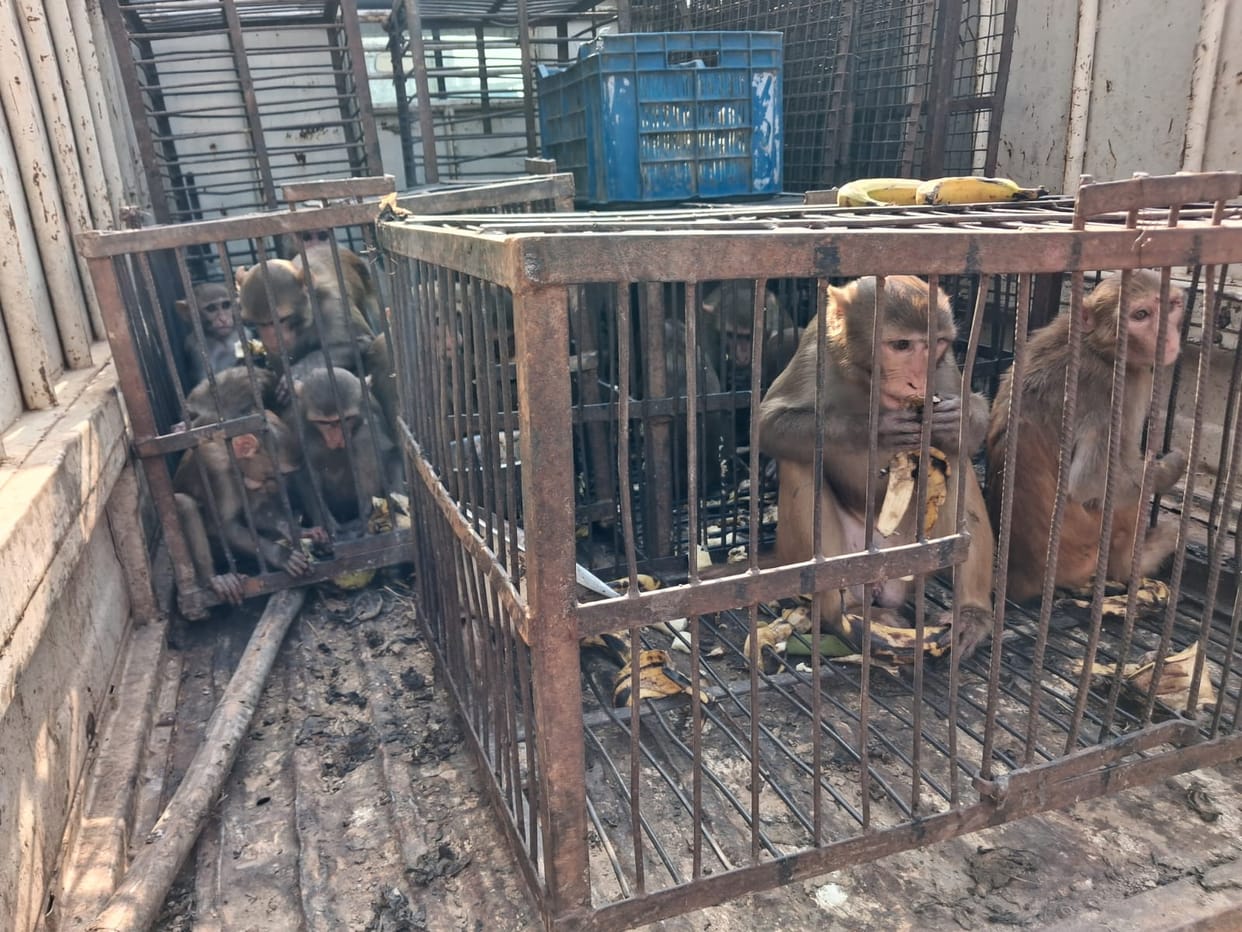 A monkey bit the ear of a young man who was making momos