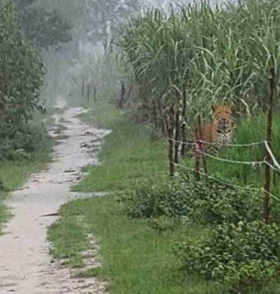 There was a commotion about a tiger taking away a calf, it was found in a sugarcane field.