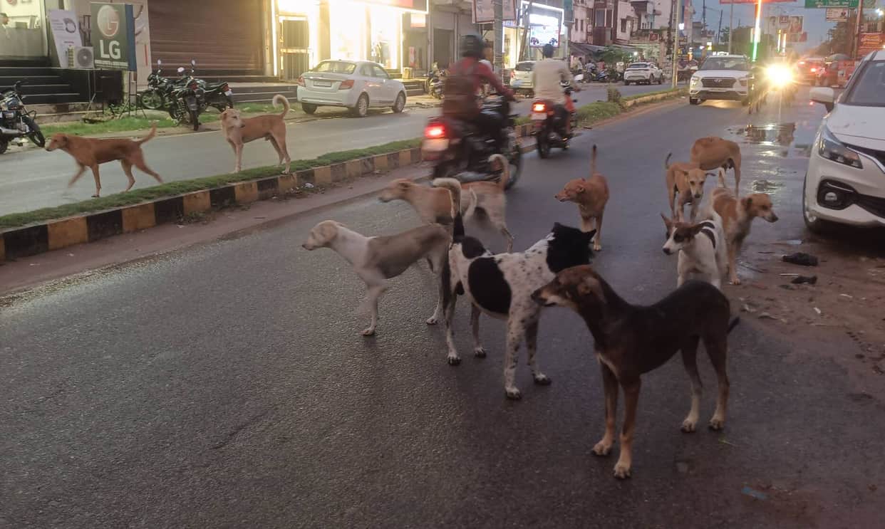 Siddharthnagar News: Shelter home for dogs; menace to be reduced