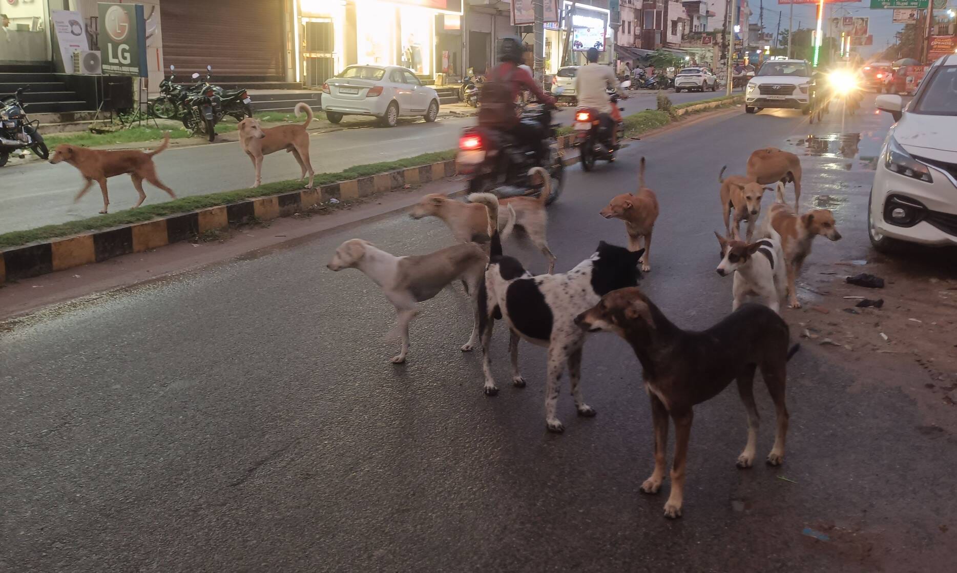 शहर के उसका मार्ग पर कुत्तो काझुंड। संवाद