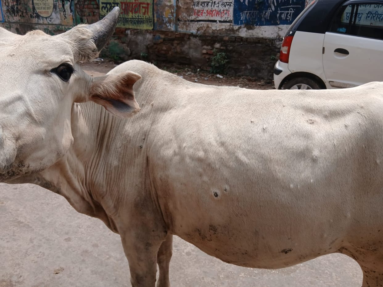 Stray cattle show symptoms resembling Lumpy Skin Disease; livestock owners' concerns mount.