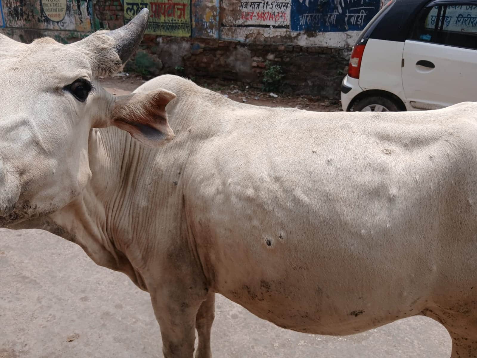 शहर में पशु पर लंपी के लक्षण। संवाद