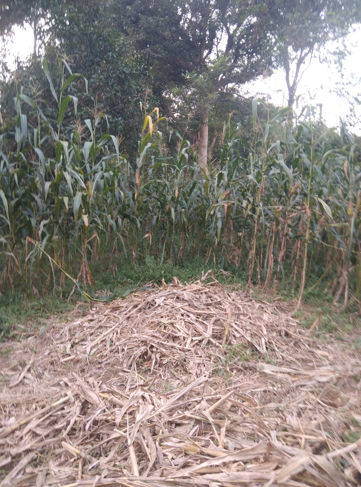 Wild boars destroyed the maize crop.