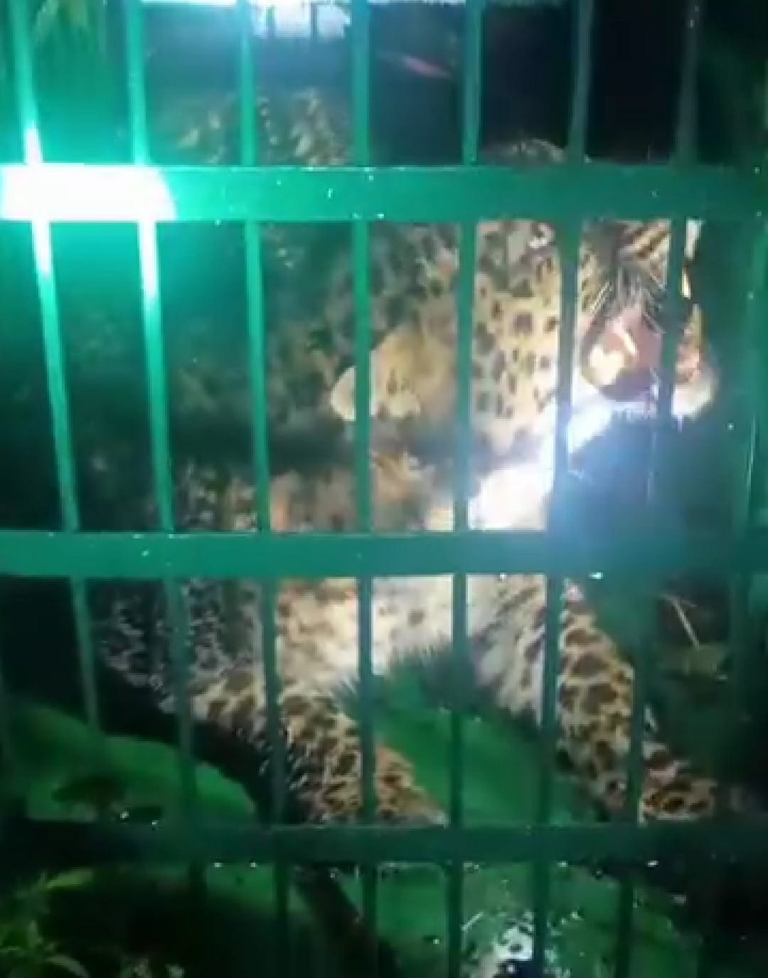 Terror caged in Deoli