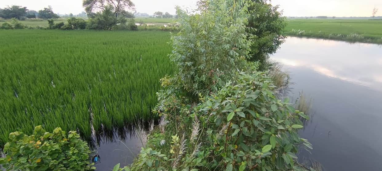 Even small rivers have surged; crops submerged.