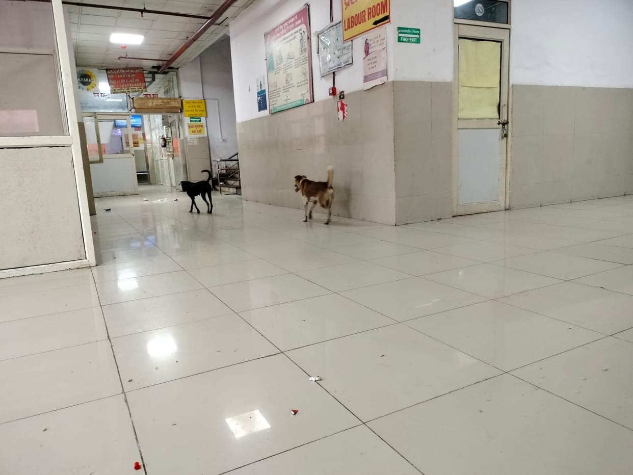 Ferocious dogs roaming right where anti-rabies shots are being administered.