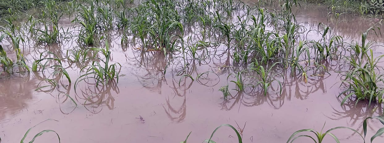 Rainwater floods streets and fields; crops begin to rot.