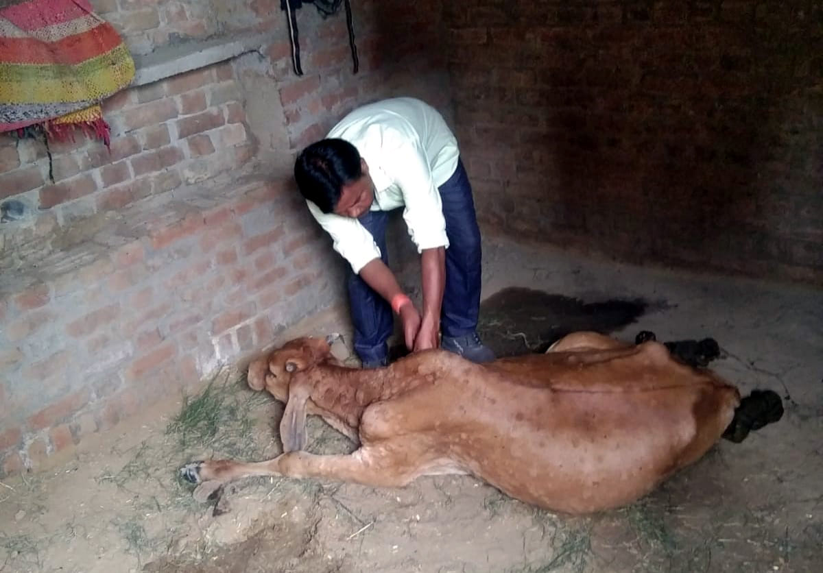 Threat looms over Bateshwar cattle fair due to Lumpy virus outbreak; 18 cattle infected.
