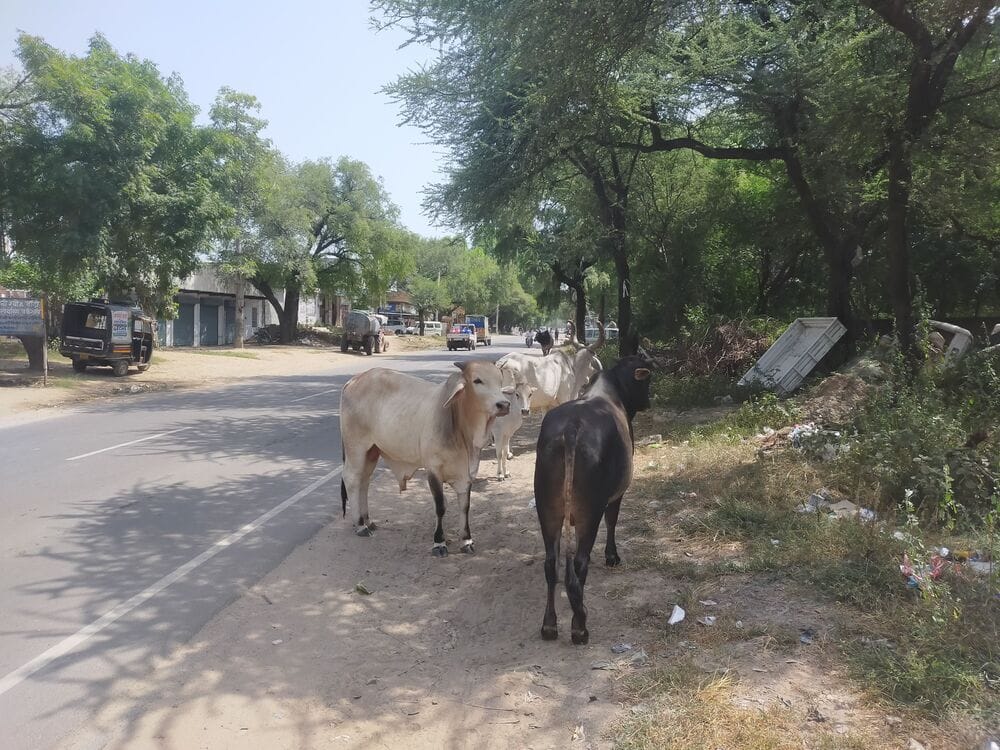 cases in Narnaul, two cattle have died