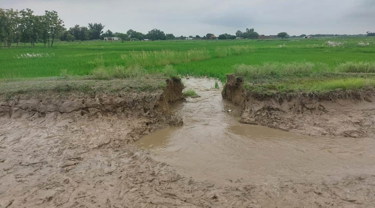 Minor canal embankment breaches; 115 bighas of paddy crop submerged
