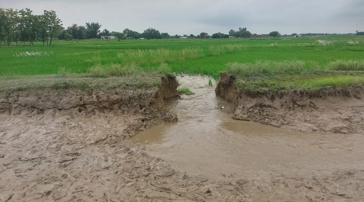 Minor canal embankment breaches; 115 bighas of paddy crop submerged