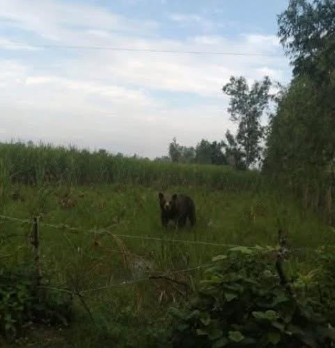 गजरौला क्षेत्र में खेत में चहलकदमी करता भालू। स्रोत ग्रामीण